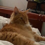 House Sitter - Pet sitter  looking for next adventure