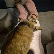 House Sitter - The Gardening Cat Lady