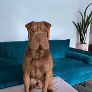 Home Owner wanting sitter in , Western Australia