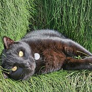 Home Owner wanting sitter in Brisbane , Queensland