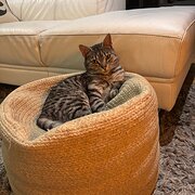 Home Owner wanting sitter in , Victoria