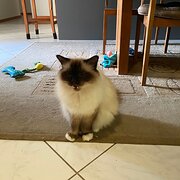 Home Owner wanting sitter in Cairns, Queensland