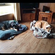 House Sitter - "Reliable, Trustworthy and Friendly"