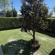 Home Owner wanting sitter in Brisbane, Queensland