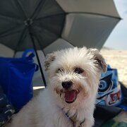 Home Owner wanting sitter in Brisbane , Queensland