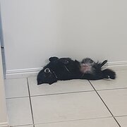 Home Owner wanting sitter in Townsville, Queensland