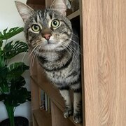 Home Owner wanting sitter in Melbourne , Victoria