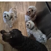 Home Owner wanting sitter in , New South Wales