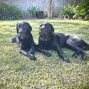 Home Owner wanting sitter in , New South Wales