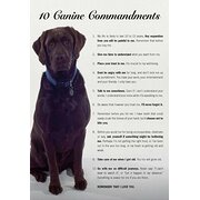 House Sitter - Dog lovers - mature couple