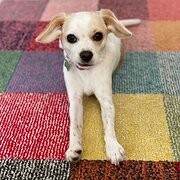 Home Owner wanting sitter in BRISBANE, Queensland