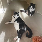 Home Owner wanting sitter in Brisbane CBD, Queensland