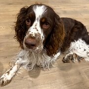 Home Owner wanting sitter in , Victoria