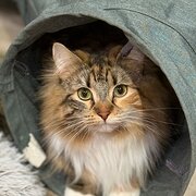 Home Owner wanting sitter in Wagga Wagga , New South Wales