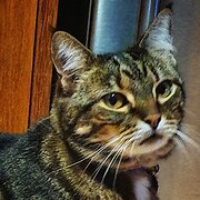 Home Owner wanting sitter in Gosford , New South Wales