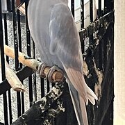 Home Owner wanting sitter in Strathpine, Queensland