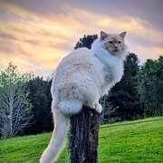 House Sitter - PAULINE Petcentric Reliable & Mature