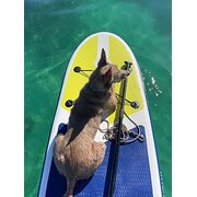 Home Owner wanting sitter in Perth, Western Australia