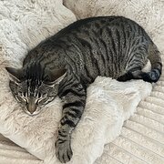 Home Owner wanting sitter in , Queensland