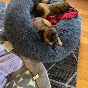 Home Owner wanting sitter in Melbourne , Victoria