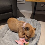 Home Owner wanting sitter in Hobart, Tasmania