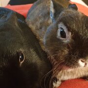 House Sitter - Mature & Caring