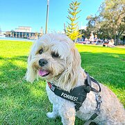 House Sitter - Responsible, Reliable & Mature