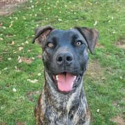 Home Owner wanting sitter in , Western Australia