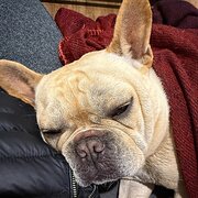 House Sitter - Our lovely doggies in Beautiful bayside 