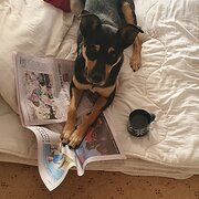 House Sitter -  In Safe Hands 