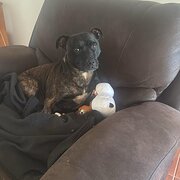 Home Owner wanting sitter in , Queensland