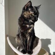 Home Owner wanting sitter in , Australian Capital Territory