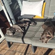 Home Owner wanting sitter in geelong, Victoria