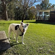 Home Owner wanting sitter in Melbourne, Victoria