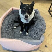 Home Owner wanting sitter in Brisbane , Queensland