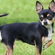 Home Owner wanting sitter in Airlie Beach, Queensland