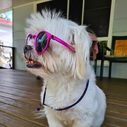 Home Owner wanting sitter in Cairns, Queensland