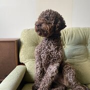 Home Owner wanting sitter in , Victoria