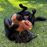 Home Owner wanting sitter in , Queensland