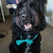 Home Owner wanting sitter in , Australian Capital Territory