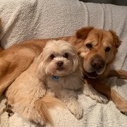 Home Owner wanting sitter in , Queensland