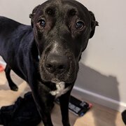 Home Owner wanting sitter in Wollongong, New South Wales