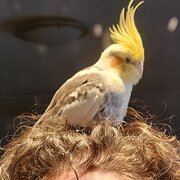 Home Owner wanting sitter in Holt, Australian Capital Territory