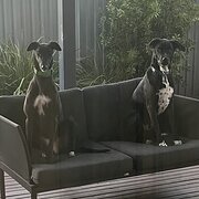 Home Owner wanting sitter in Geelong, Victoria