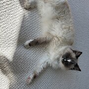 Home Owner wanting sitter in Palmyra, Western Australia