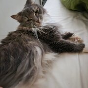 Home Owner wanting sitter in Cairns, Queensland