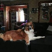 Home Owner wanting sitter in SORELL, Tasmania