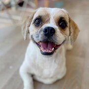 Home Owner wanting sitter in Perth / Fremantle, Western Australia