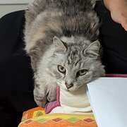 Home Owner wanting sitter in , New South Wales