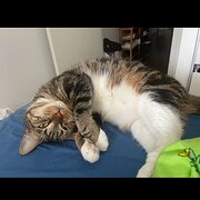 House Sitter - Tiffany Nurturing house and pet sitter